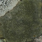 Aspicilia olivaceobrunnea