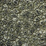 Aspicilia olivaceobrunnea