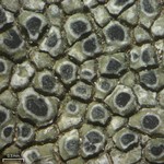 Aspicilia olivaceobrunnea