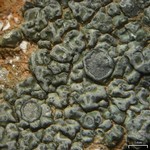 Aspicilia olivaceobrunnea