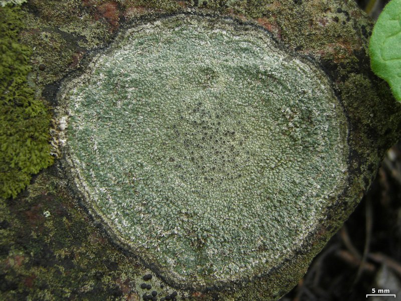 Aspicilia olivaceobrunnea
