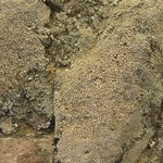 Aspicilia pacifica