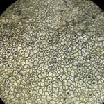 Aspicilia pacifica