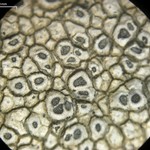 Aspicilia pacifica