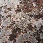 Aspicilia pacifica
