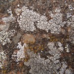 Aspicilia pacifica