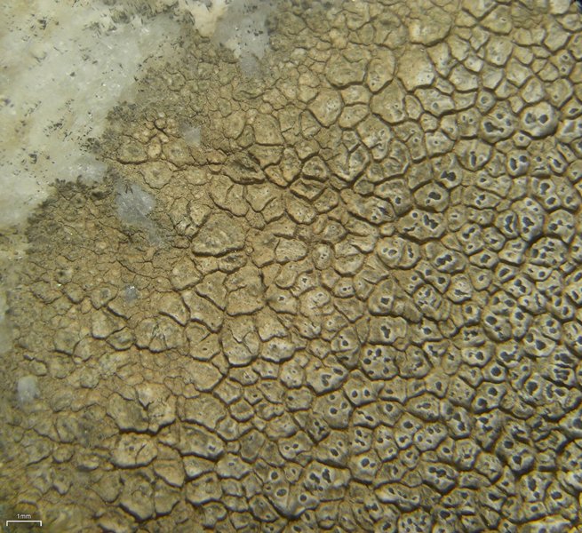 Aspicilia phaea