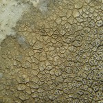 Aspicilia phaea