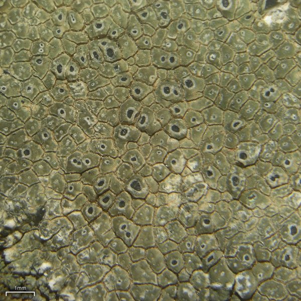Aspicilia phaea