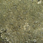 Aspicilia phaea