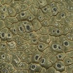 Aspicilia phaea