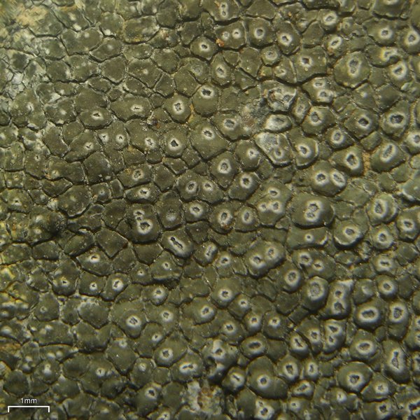 Aspicilia phaea