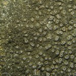 Aspicilia phaea