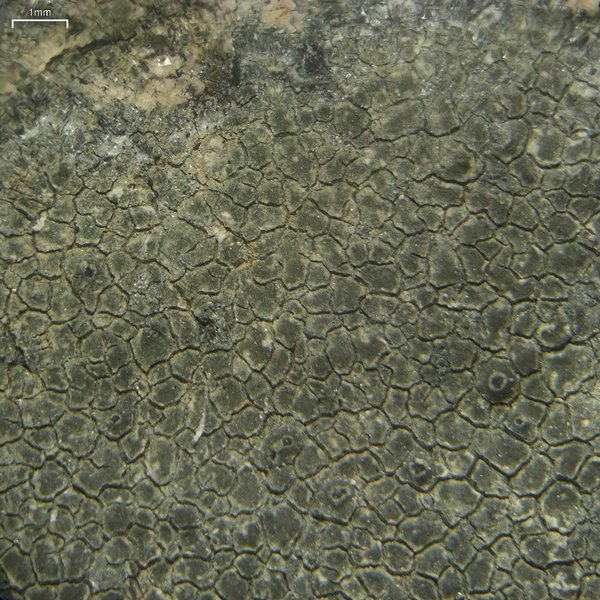 Aspicilia phaea