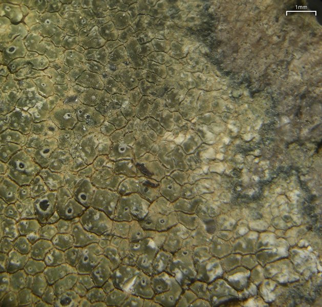Aspicilia phaea