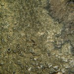 Aspicilia phaea