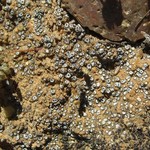 Aspicilia praecrenata
