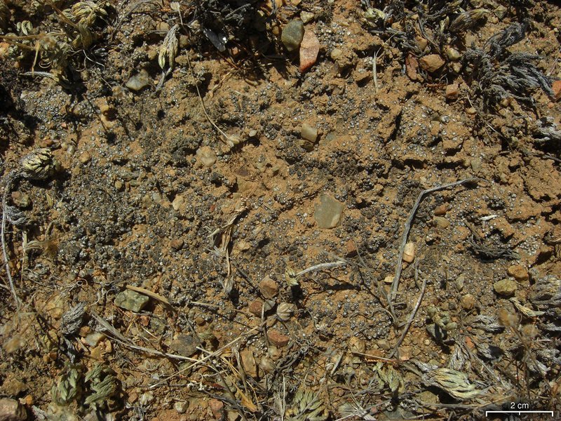 Aspicilia praecrenata