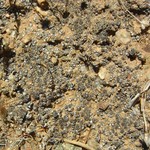 Aspicilia praecrenata