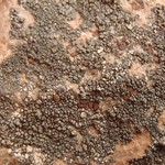 Aspicilia quartzitica