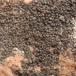 Aspicilia quartzitica
