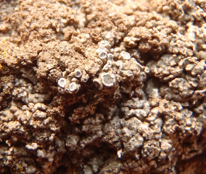 Aspicilia reptans