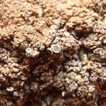 Aspicilia reptans