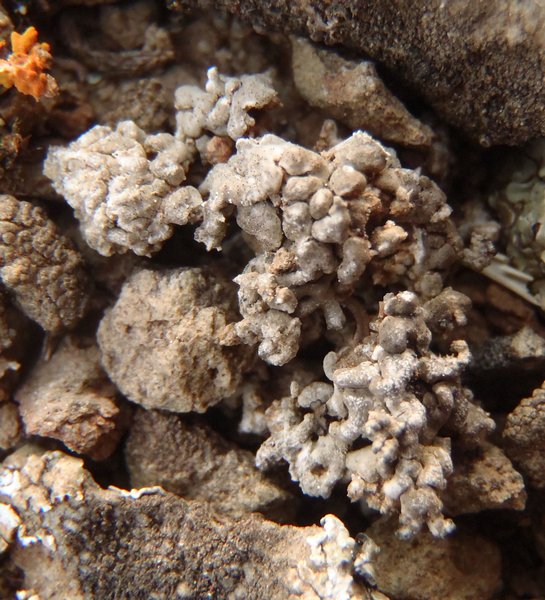 Aspicilia reptans