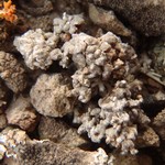 Aspicilia reptans