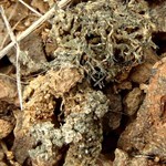 Aspicilia reptans