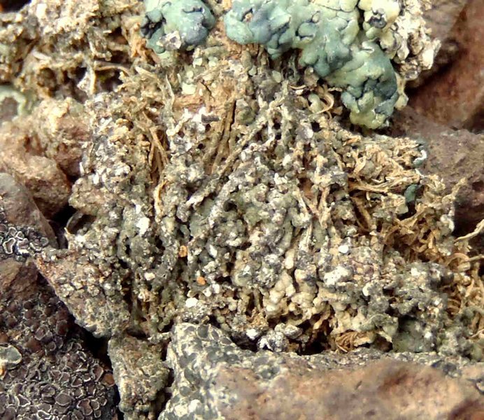 Aspicilia reptans