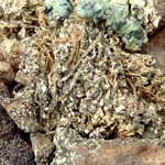 Aspicilia reptans