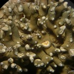 Aspicilia rogeri