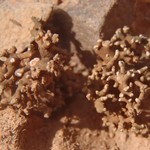 Aspicilia rogeri