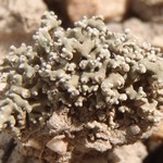 Aspicilia rogeri