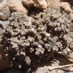 Aspicilia rogeri