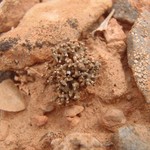 Aspicilia rogeri