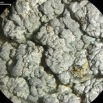 Aspicilia simoënsis