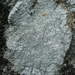 Aspicilia simoënsis