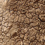 Aspicilia supertegens