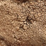 Aspicilia supertegens