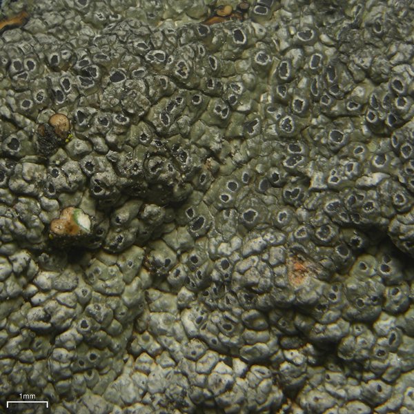Aspicilia tenuis