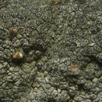 Aspicilia tenuis