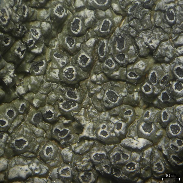 Aspicilia tenuis