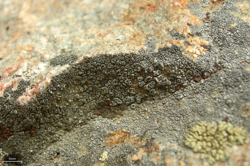 Aspicilia tenuis