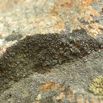 Aspicilia tenuis