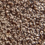 Aspicilia verrucigera