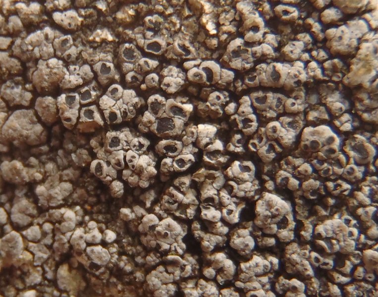 Aspicilia verrucigera