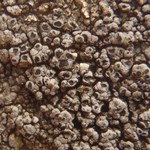 Aspicilia verrucigera