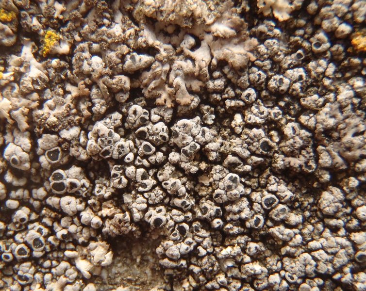 Aspicilia verrucigera